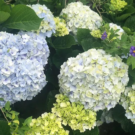 Vivenda Flor Nyaraló Ponta Delgada
