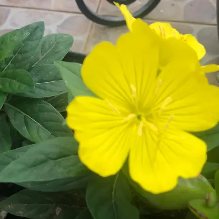 Vivenda Flor Nyaraló Ponta Delgada