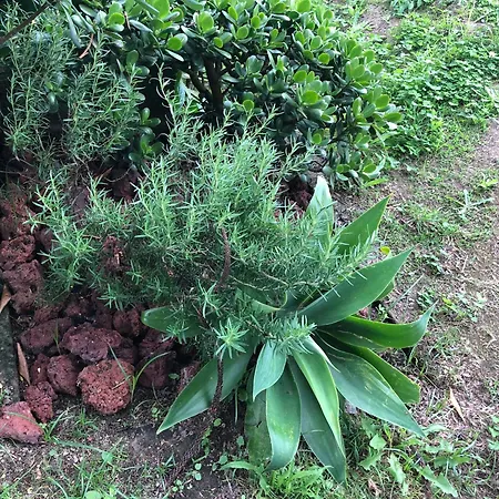 Nyaraló Vivenda Flor *