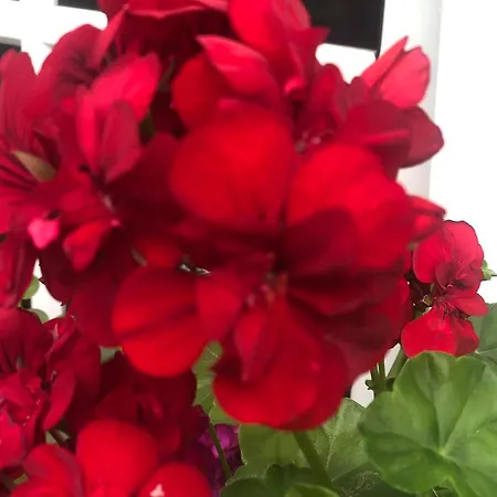 Vivenda Flor Feriehus *