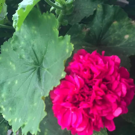 Vivenda Flor Ferienhaus Ponta Delgada