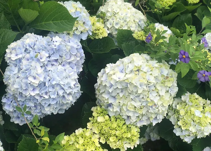 Vivenda Flor Σπίτι διακοπών Πόντα Ντελγκάντα