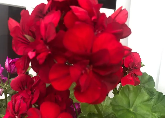 Vivenda Flor 펜션 *