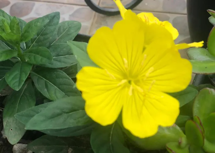 Vivenda Flor 펜션 Ponta Delgada