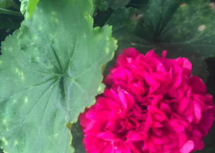 Vivenda Flor 펜션 Ponta Delgada