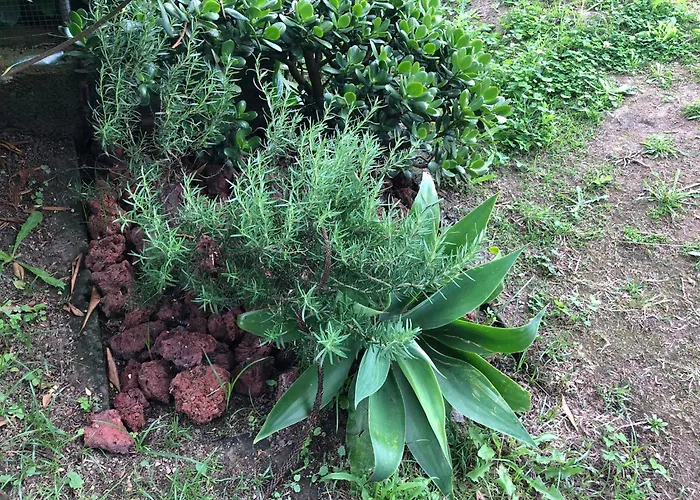 펜션 Vivenda Flor *